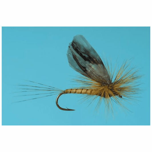 caddis fly Stalcup's Green Drake Adult