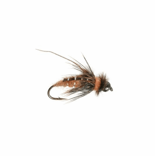 Caddis Fly Tungsten October Caddis