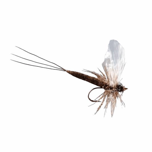 caddis fly X Fly Modular Drake Hexagenia