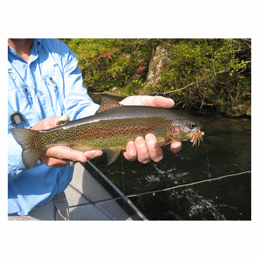 Caddis Fly Gift Certificate For One Full Days Guided Fishing