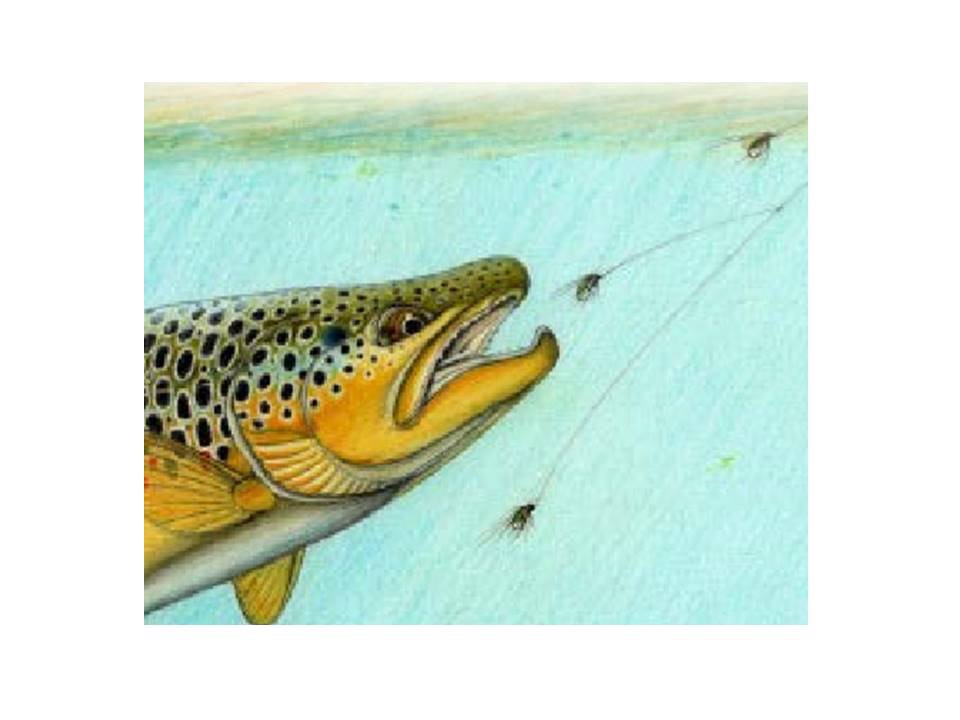 Caddis Fly Whitlocks Three Phase Caddis Pupa Assortment