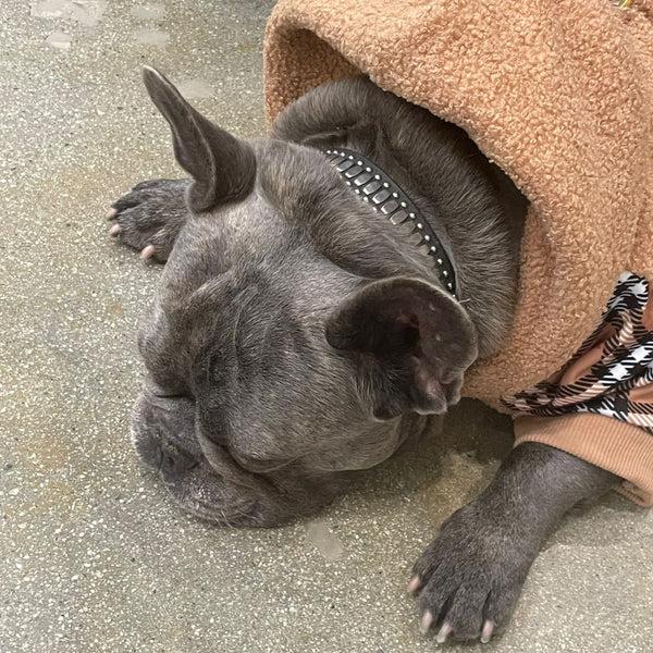 Calleen Cordero Concha 19" Dog Collars Black Belmont W W/ Brass Art