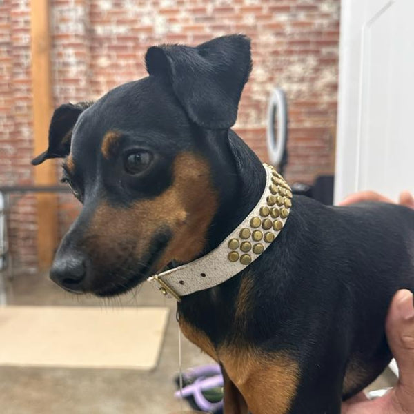 Calleen Cordero Pera 15" Dog Collars White Cracked Leather W/ Brass Art