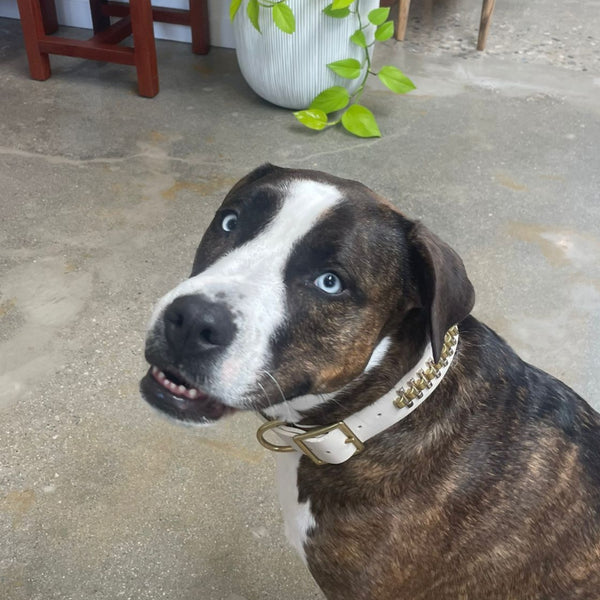 Calleen Cordero Rolex 15" Dog Collars Black Leather W/ Brass & Nickel