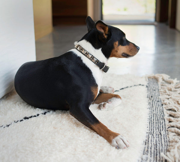 Calleen Cordero Zumo 12" Dog Collars Dark Brown Leather W/ Brass Art