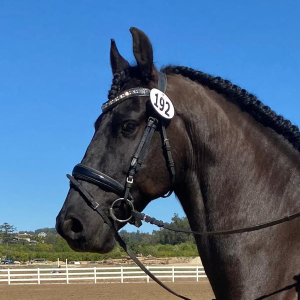 Calleen Cordero Zumo Browband Black Croc W/ Nickel Art