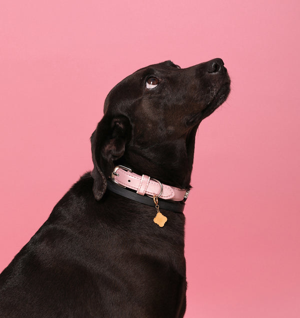 Carisma The Pet Tag Pendant