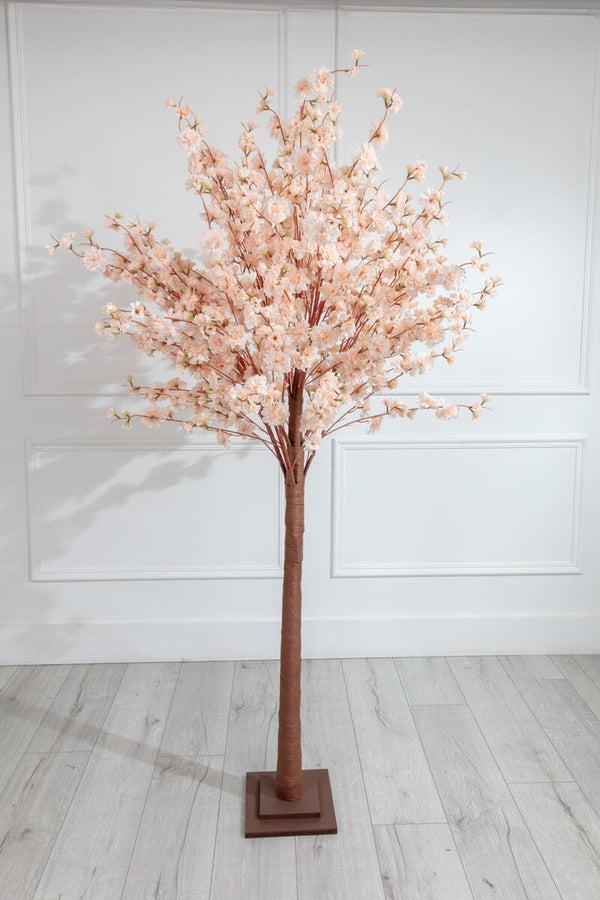 carraig donn Cherry Blossom Tree 180cm
