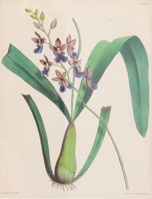 Caspari Joseph Paxton (1803–1865) Lithograph Caucaea Olivacea