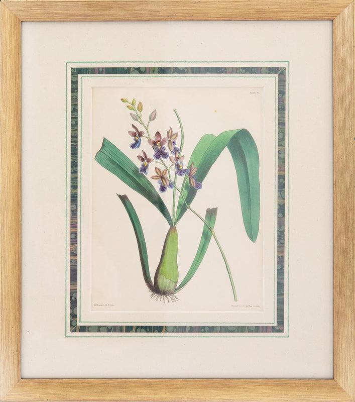 caspari Joseph Paxton (1803–1865) Lithograph Caucaea olivacea