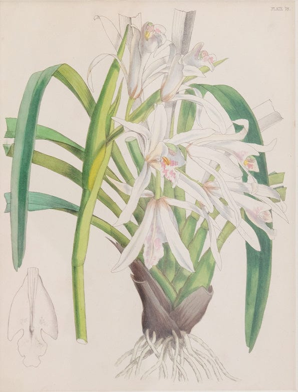 Caspari Joseph Paxton (1803–1865) Lithograph Cymbidium Mastersii