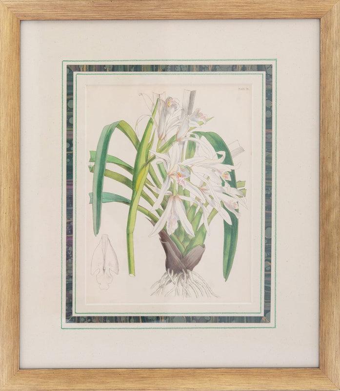 caspari Joseph Paxton (1803–1865) Lithograph Cymbidium mastersii