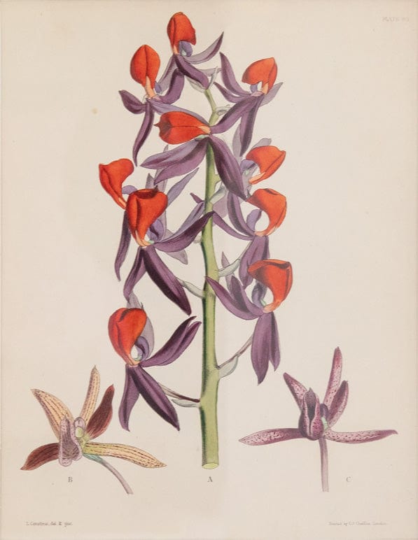 Caspari Joseph Paxton (1803–1865) Lithograph Mormodes Ignea