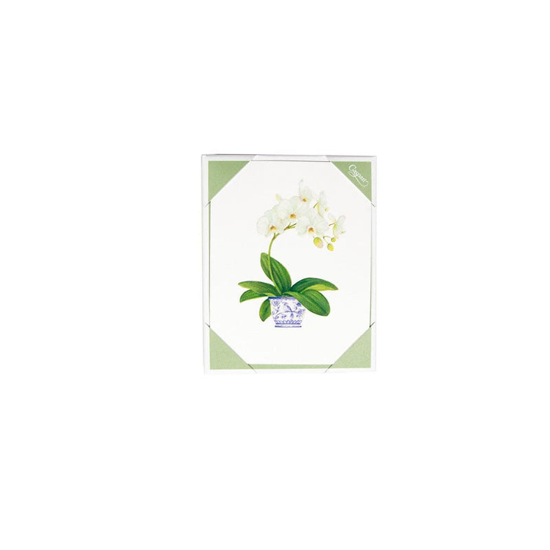 caspari Potted Orchids Boxed Note Cards - 10 Cards and 10 Envelopes per Package