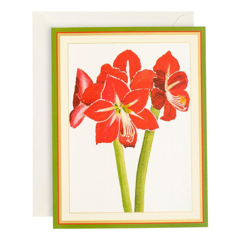 caspari Red Amaryllis Large Boxed Christmas Cards - includes 15 Boxed Christmas Cards