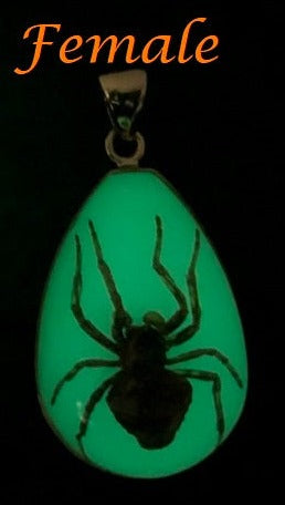 Charles Albert Alchemia Brown Recluse Glow In The Dark Spider Pendant Alchemia Pendants