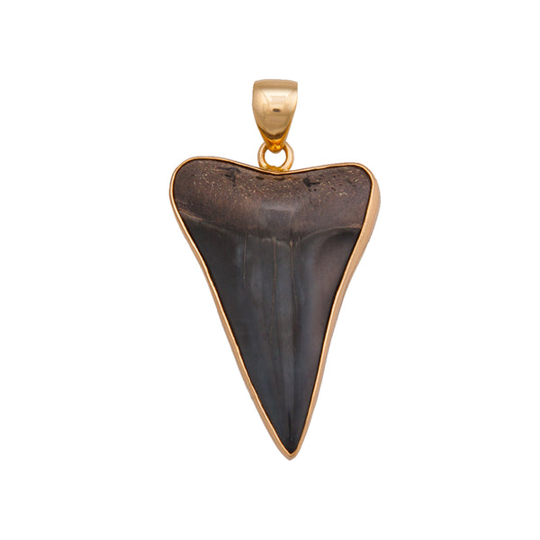 Charles Albert Alchemia Fossil Shark Tooth Pendant Alchemia Pendants