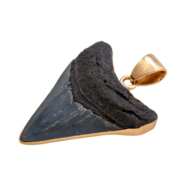 Charles Albert Alchemia Fossil Shark Tooth Pendant Alchemia Pendants