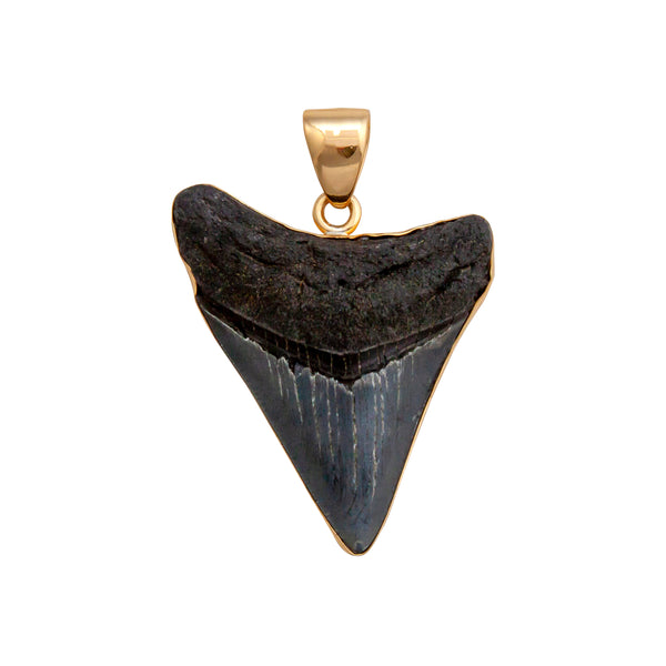 charles albert Alchemia Fossil Shark Tooth Pendant Alchemia Pendants