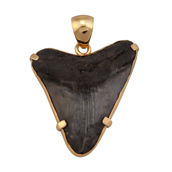 charles albert Alchemia Fossilized Shark Tooth Prong Set Pendant Alchemia Pendants