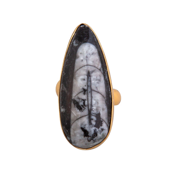 Charles Albert Alchemia Orthoceras Adjustable Ring Alchemia Rings