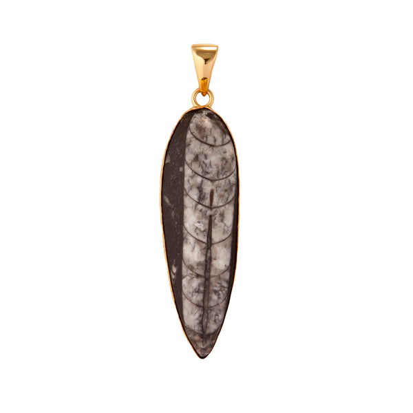 charles albert Alchemia Orthoceras Pendant Alchemia Pendants