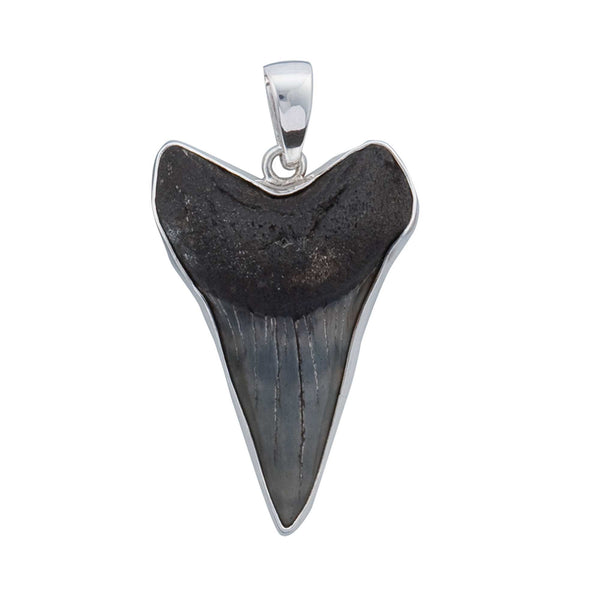 Charles Albert Sterling Silver Fossil Shark Tooth Pendant Sterling Silver Pendants