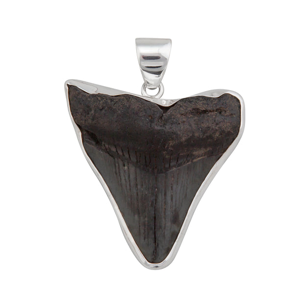 Charles Albert Sterling Silver Fossil Shark Tooth Pendant Sterling Silver Pendants