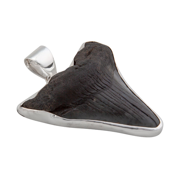 charles albert Sterling Silver Fossil Shark Tooth Pendant Sterling Silver Pendants