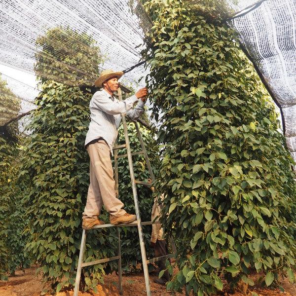 Charles And Marie BLACK KAMPOT PEPPER | Schwarze Sonnengetrocknete PFEFFERKÖRNER | 70g In Aromaschutz-Beutel | Uncle's Pepperfarm