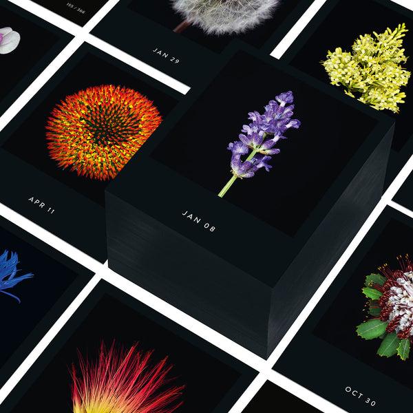 Charles And Marie FLAMBOYANT FLOWERS | A Flower A Day | Blumen KALENDER | Nicolas Mériel | Seltmann+söhne