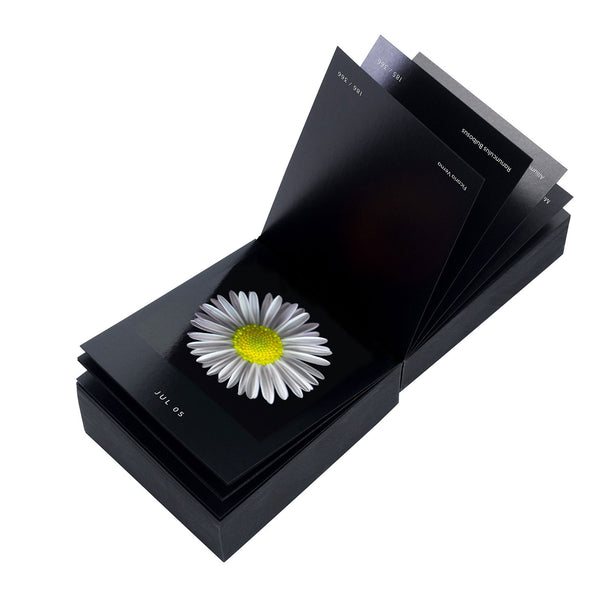 Charles And Marie FLAMBOYANT FLOWERS | A Flower A Day | Blumen KALENDER | Nicolas Mériel | Seltmann+söhne