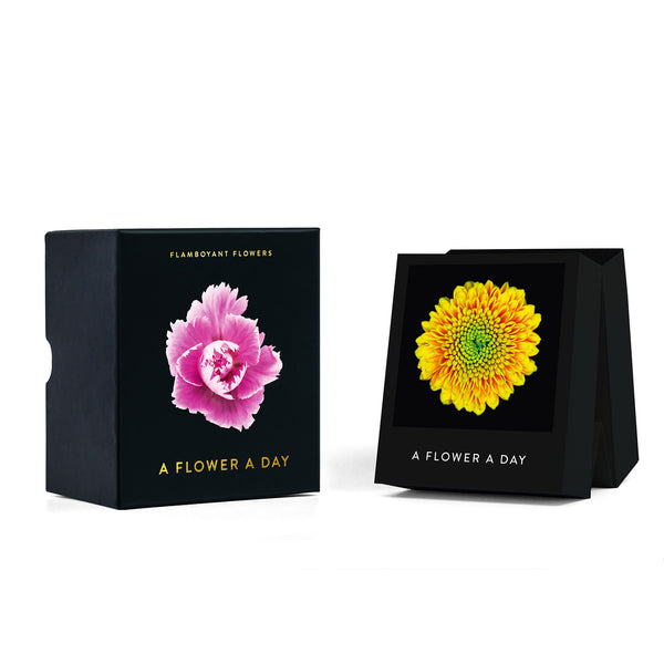 charles and marie FLAMBOYANT FLOWERS | A flower a day | Blumen KALENDER | Nicolas Mériel | seltmann+söhne