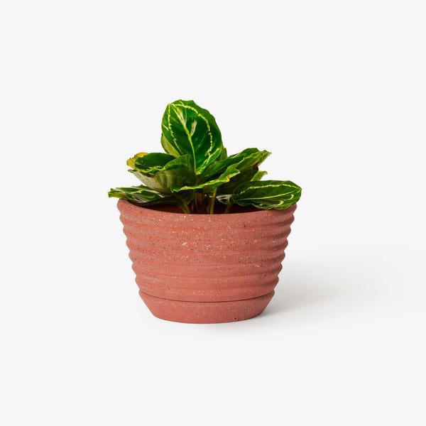 charles and marie RACINE PLANTER DESERT - Blumentopf | Frank Lloyd Wright | Areaware