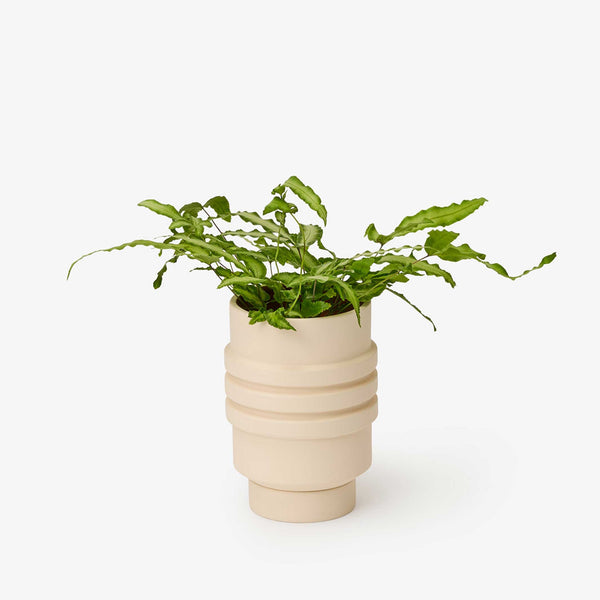 charles and marie STRATA PLANT VESSEL | Creme-farbiger BLUMENTOPF & PFLANZGEFÄSS | Simone Brewster | Areaware