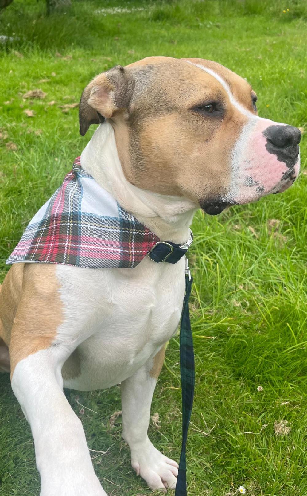 clan Custom Tartan Dog Bandana
