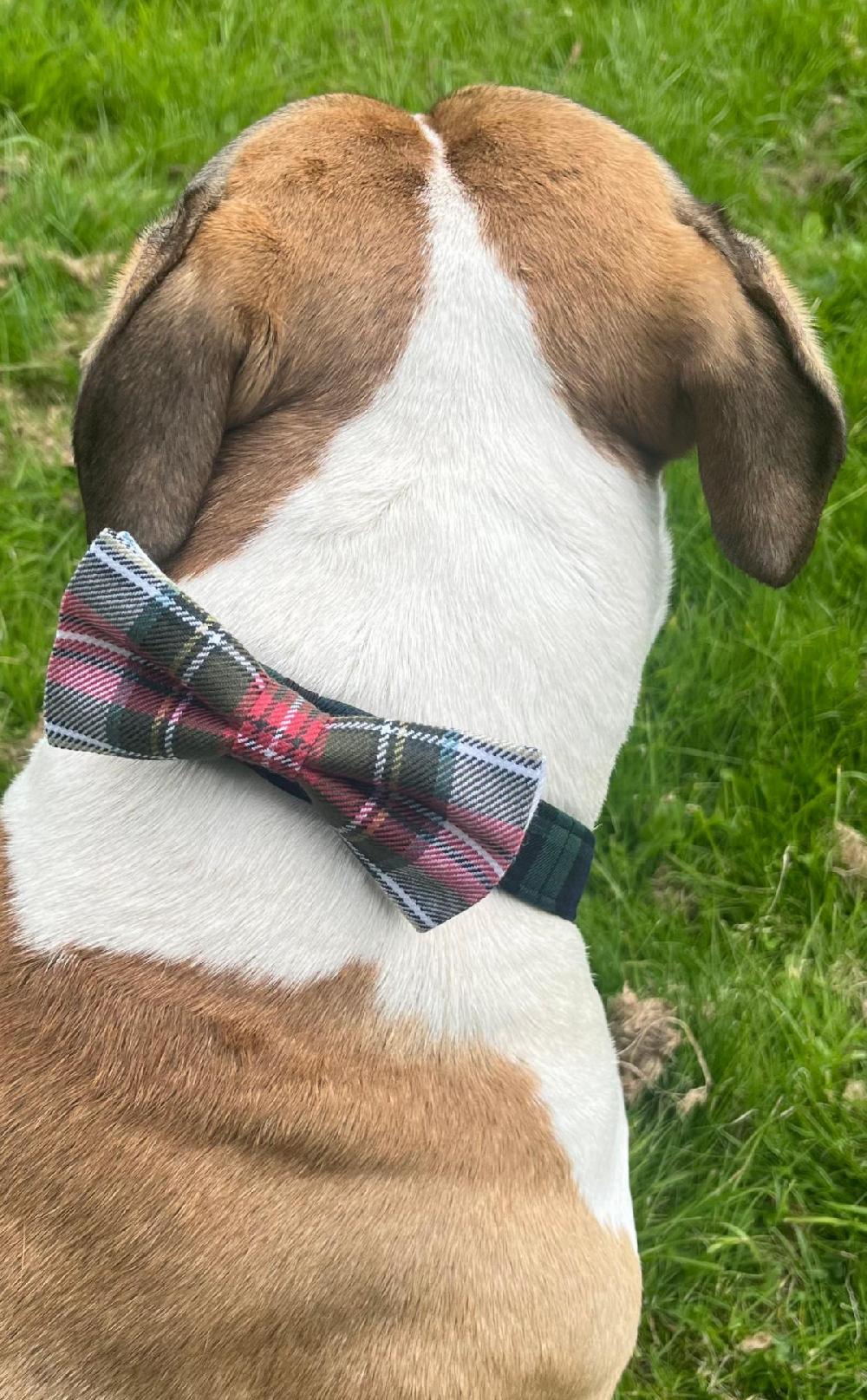 Clan Custom Tartan Dog Bow Tie
