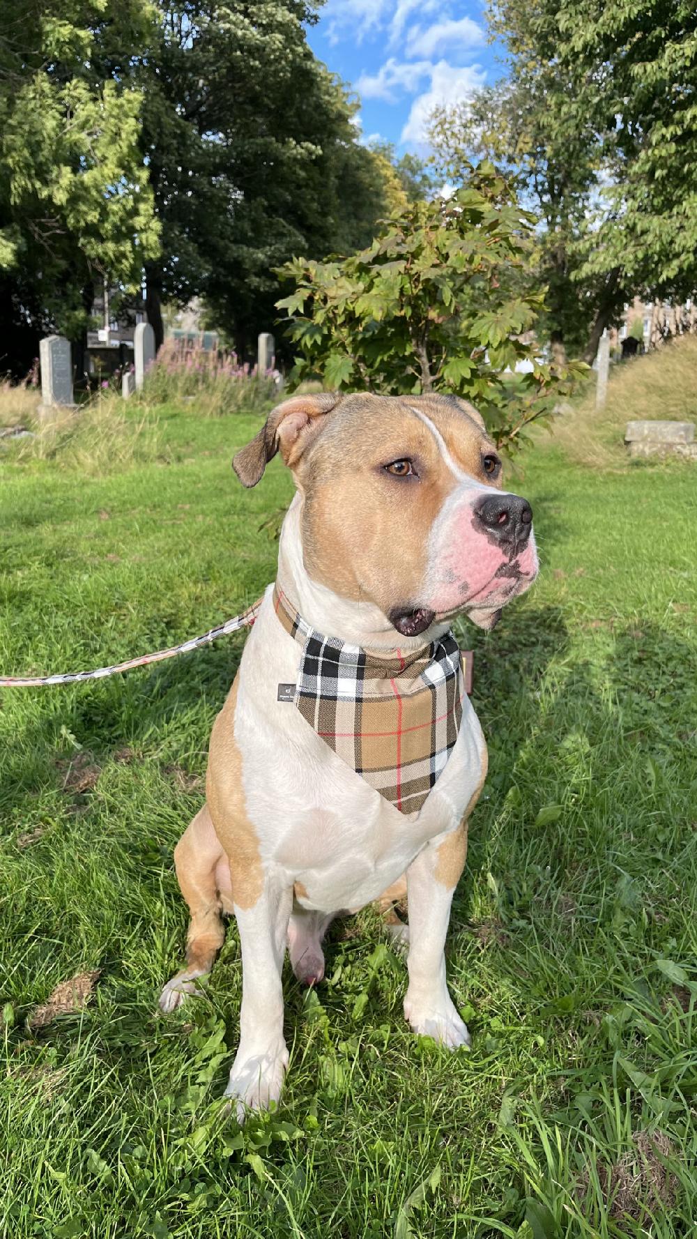 Clan Handmade Tartan Dog Bandana