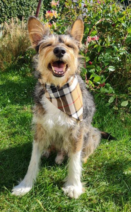 clan Handmade Tartan Dog Bandana