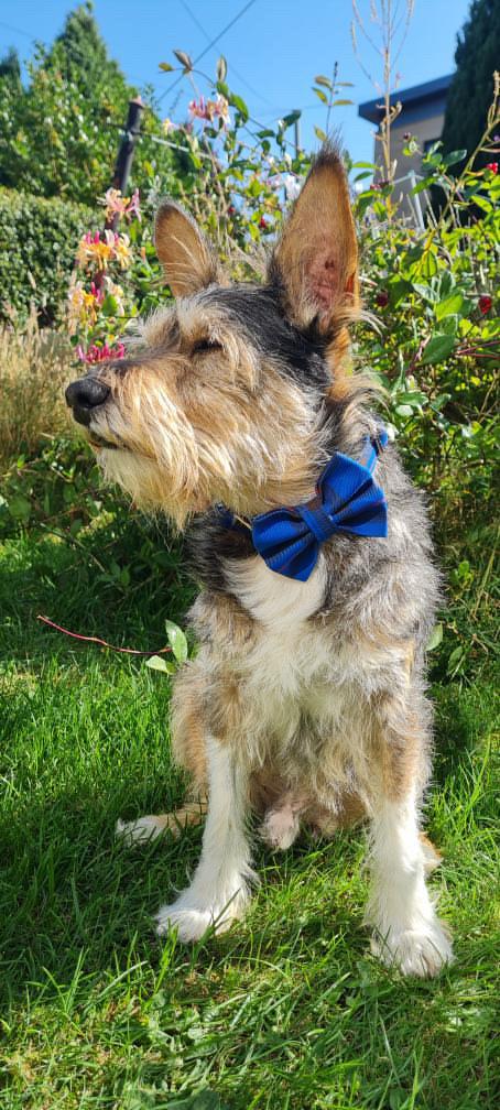 Clan Handmade Tartan Dog Bow Tie