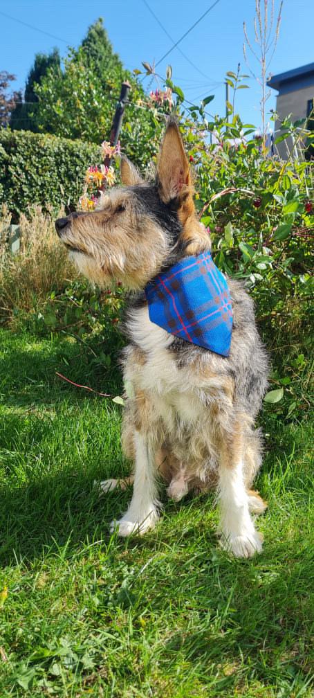 Clan Handmade Tartan Dog Scrunchy Bandana