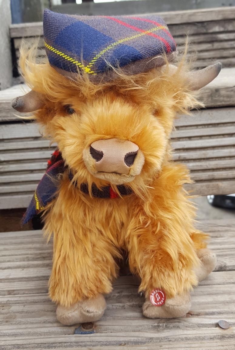 Clan Thistle The Big Highland Cow