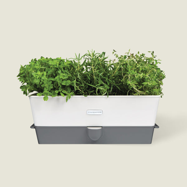 Cole & Mason Cole & Mason Burwell Self-Watering Potted Herb Keeper