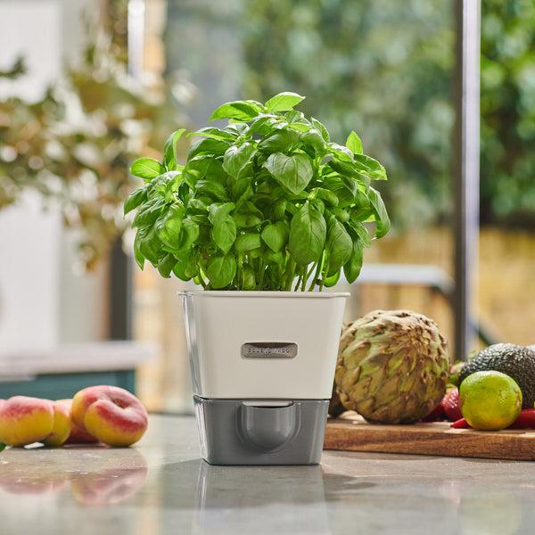 Cole & Mason Cole & Mason Burwell Self-Watering Potted Herb Keeper