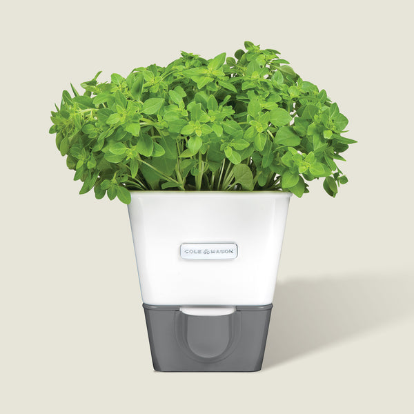 cole & mason Cole & Mason Tealby Cut Herb Keeper