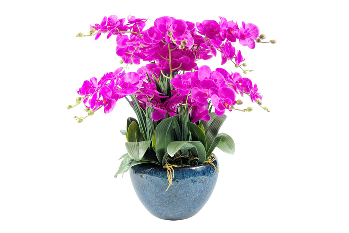côte noire Cote Noire Luxury Giant Orchid Bouquet - Fuchsia in Ceramic Vase - GO09