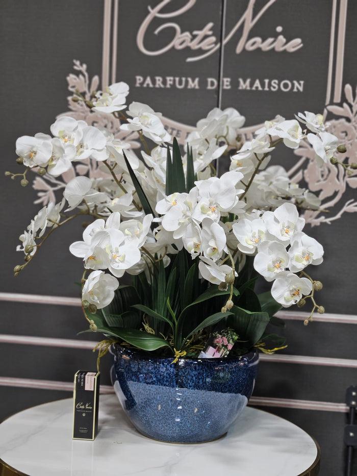 Côte Noire Cote Noire Luxury Giant Orchid Bouquet - White In Ceramic Vase - GO01