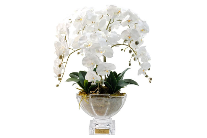 côte noire Cote Noire Luxury Orchid Centrepiece Bouquet - White & Gold Badge - CPO01