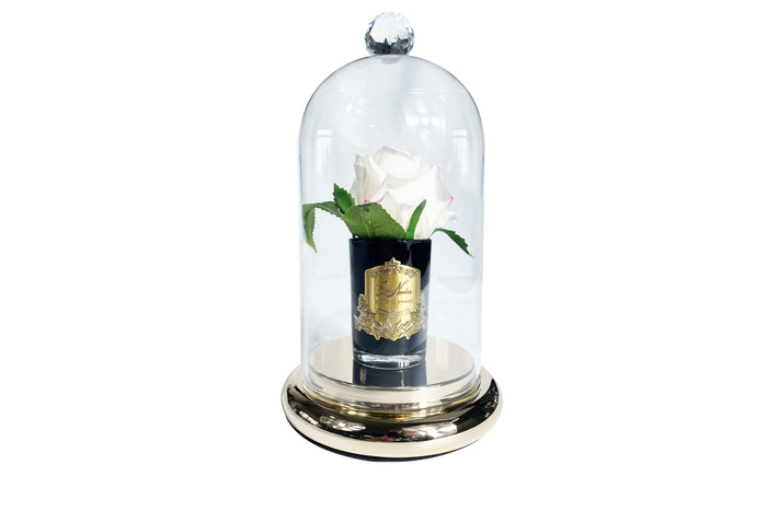 Côte Noire ** NEW ** Glass Dome Cloche With Gold Base - DCSTG