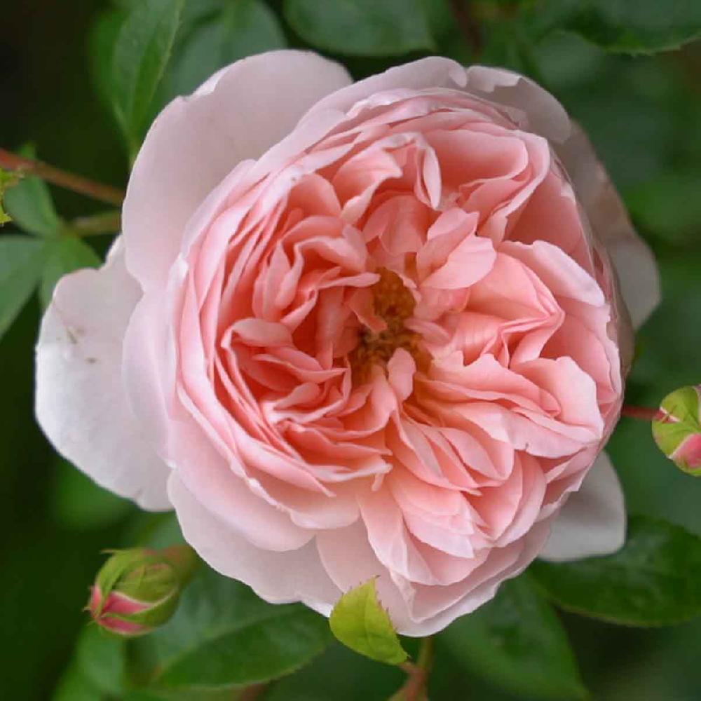 Crabtree & Evelyn Femme De Force Solid Perfume - 4g